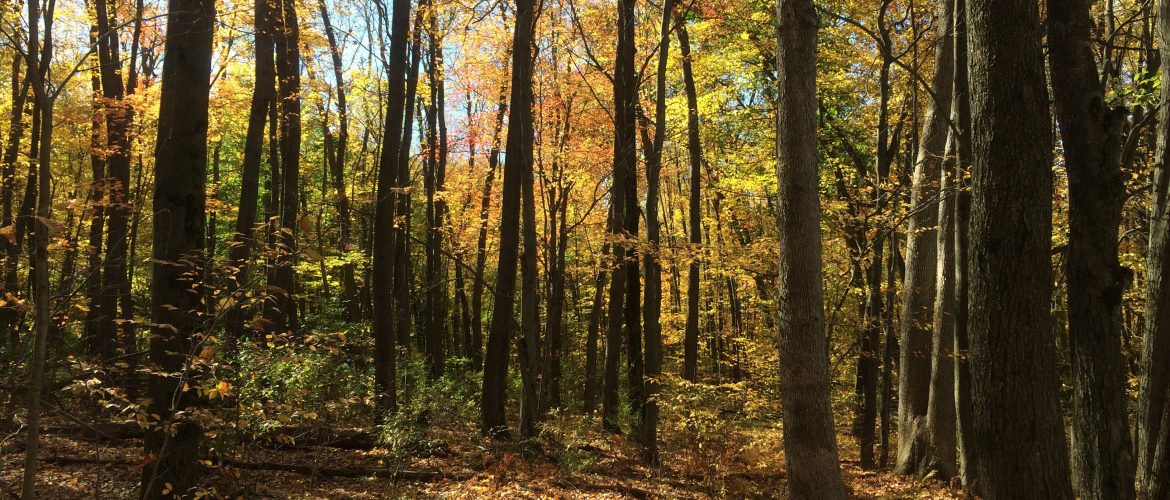 Fall Hike Through Rose Lake Wildlife Refuge