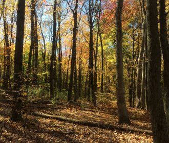 Fall Hike Through Rose Lake Wildlife Refuge