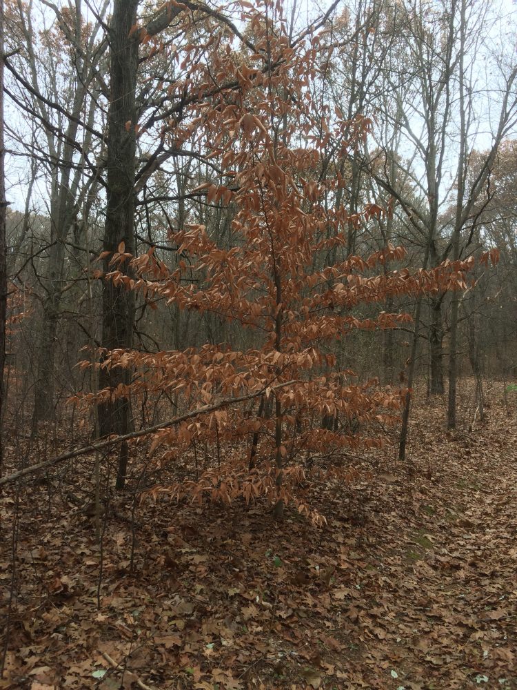 Stubborn tree. Won't drop its leaves. 